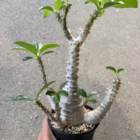 パキポディウム ウィンゾリー7