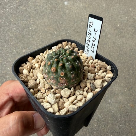 ユーフォルビア　ギムノカリキオイデス1
