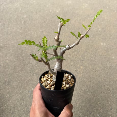 ボスウェリア ネグレクタ2
