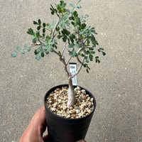 パキコルムス ディスカラー 2