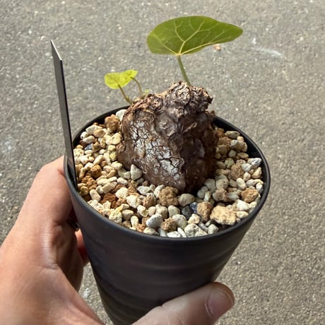 ステファニア カウィーサキー