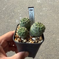 ユーフォルビア　ギムノカリキオイデス4