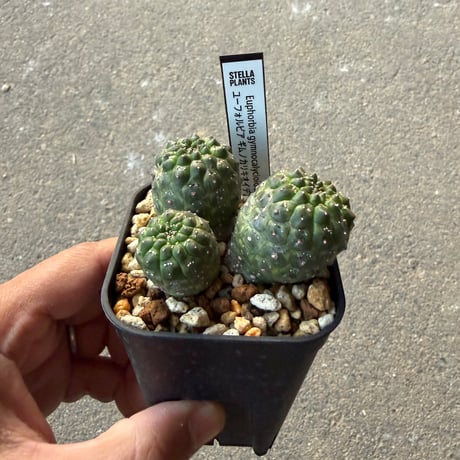 ユーフォルビア　ギムノカリキオイデス4