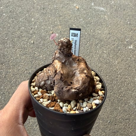 ステファニア カウィーサキー4