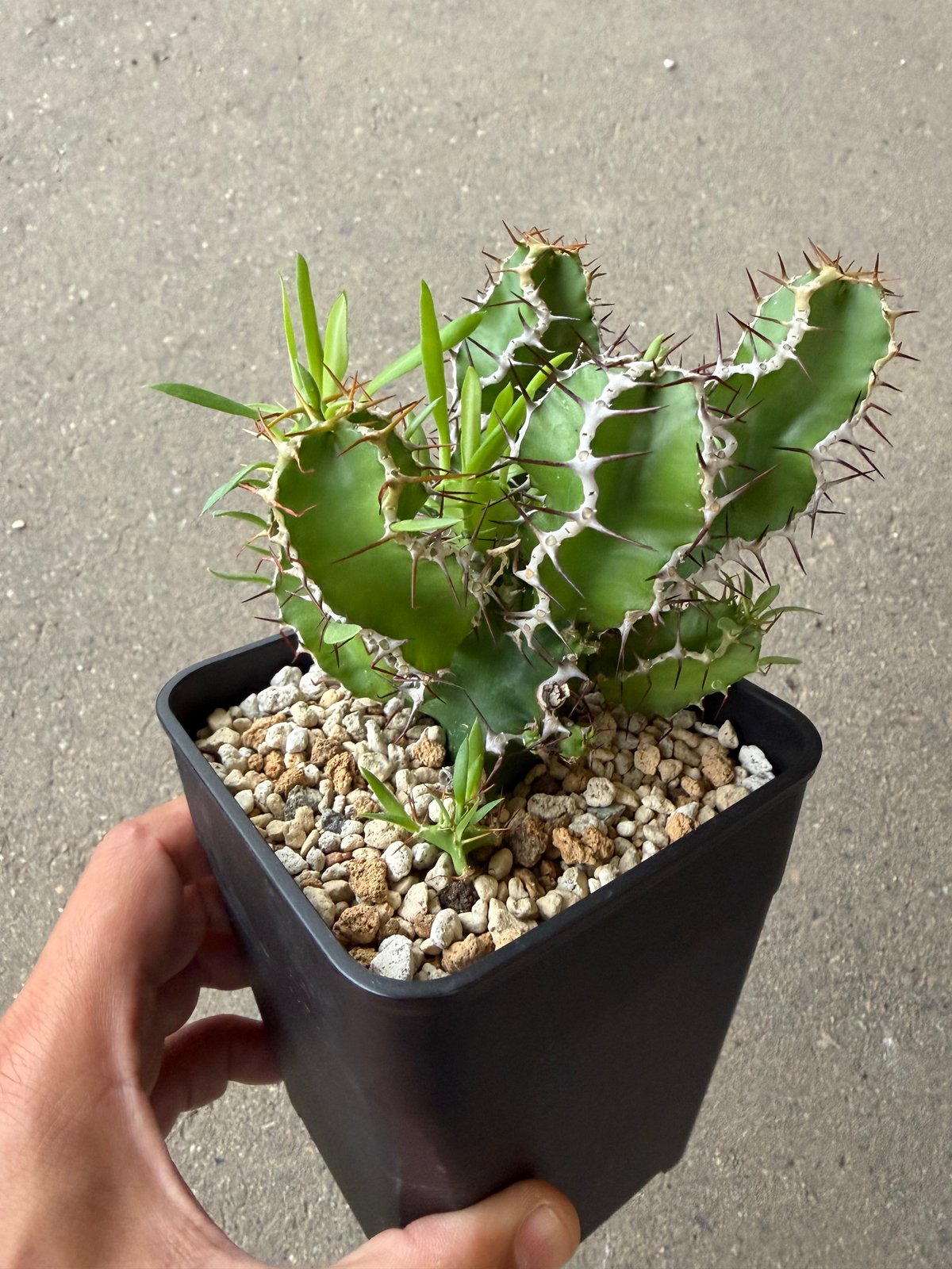 ユーフォルビア ムランジーナ 2 | STELLA.PLANTS