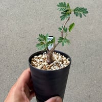 センナ メリディオナリス1