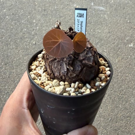 ステファニア カウィーサキー5