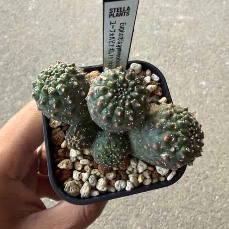 ユーフォルビア　ギムノカリキオイデス5