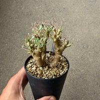 オトンナ ユーフォルビオイデス1