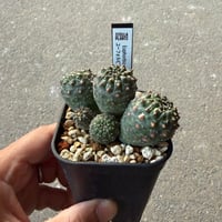 ユーフォルビア　ギムノカリキオイデス5