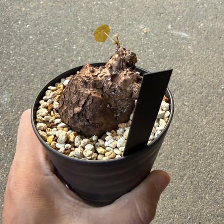 ステファニア カウィーサキー4