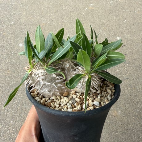 パキポディウム 恵比寿大黒 3