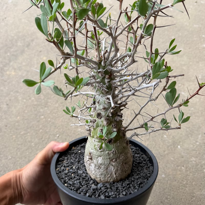フォークイエリア コルムナリス 観峰玉 | STELLA.PLANTS