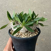 パキポディウム 恵比寿大黒 3