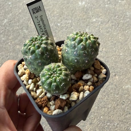 ユーフォルビア　ギムノカリキオイデス4