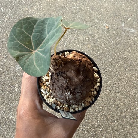 ステファニア カウィーサキー