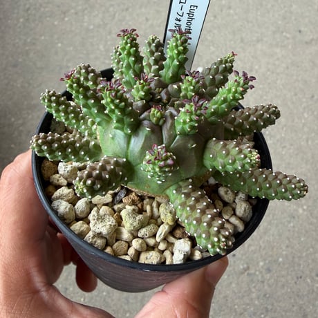 ユーフォルビア ガムケンシス4