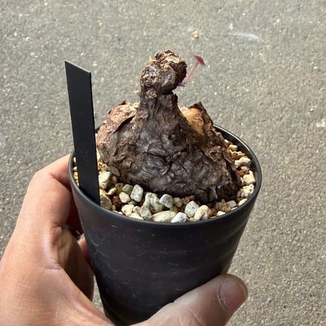 ステファニア カウィーサキー4