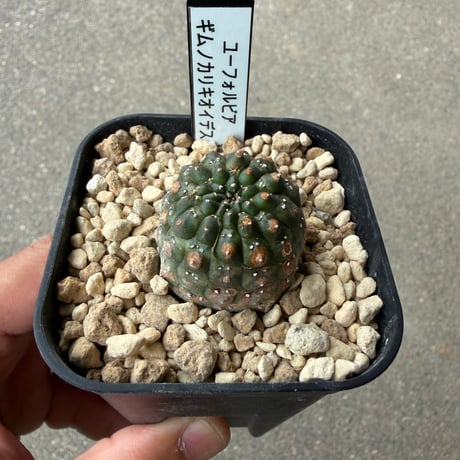 ユーフォルビア　ギムノカリキオイデス1