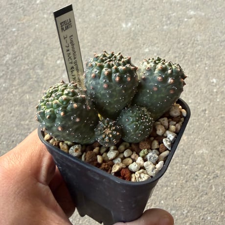 ユーフォルビア　ギムノカリキオイデス5