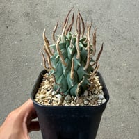 ユーフォルビア スコエランディ 闘牛角 2