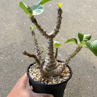 パキポディウム ウィンゾリー9