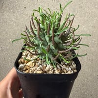 ユーフォルビア スコエランディ 闘牛角5