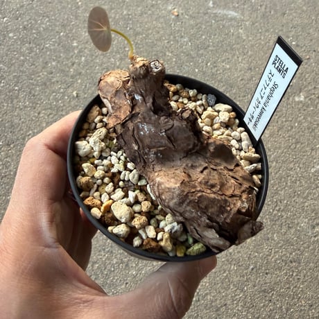 ステファニア カウィーサキー6