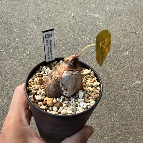 ステファニア カウィーサキー7