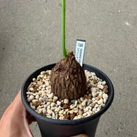 ステファニア スベローサ4