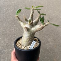 パキポディウム マカイエンセ