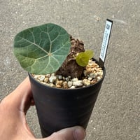 ステファニア カウィーサキー