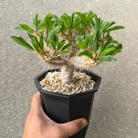 ユーフォルビア ギラウミニアナ5