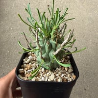 ユーフォルビア スコエランディ 闘牛角4