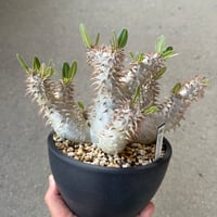 パキポディウム デンシフローラム 1