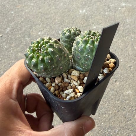ユーフォルビア　ギムノカリキオイデス4