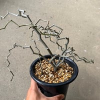デカリア マダガスカリエンシス 2