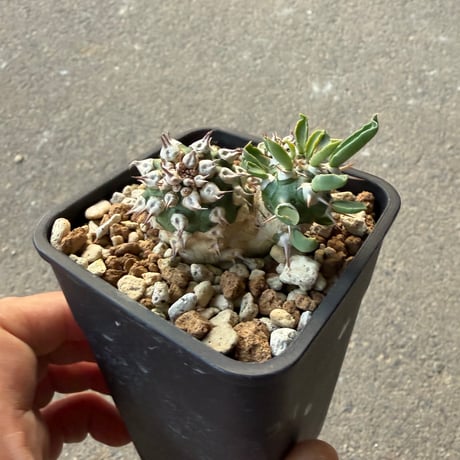 ユーフォルビア トム