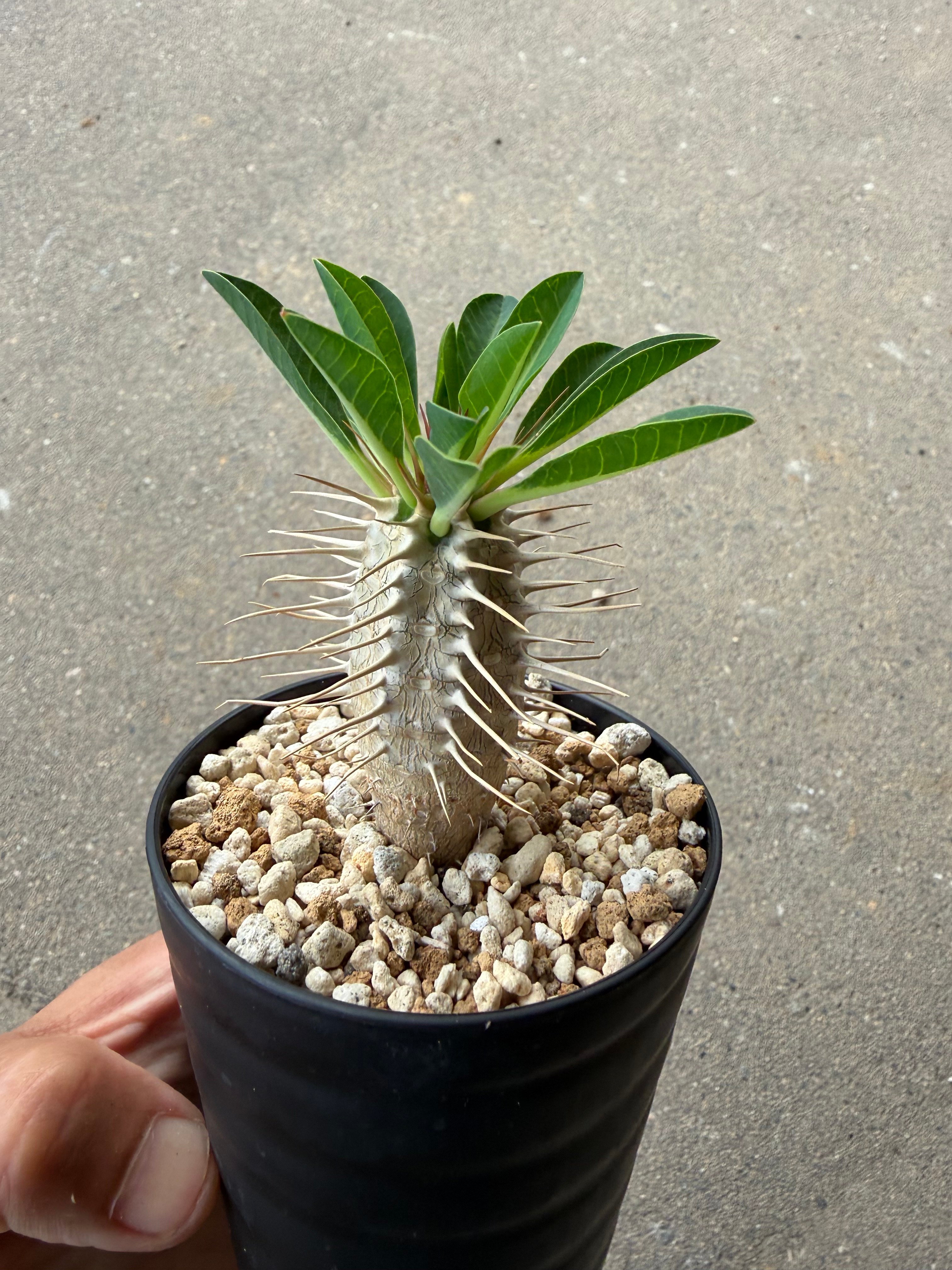 ユーフォルビア　ギラウミアナ ユーフォルビア ギラウミニアナ5 | STELLA.PLANTS