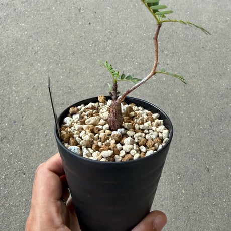 センナ メリディオナリス2
