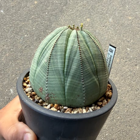 ユーフォルビア オベサ3  大株メス株