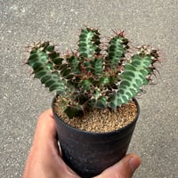 ユーフォルビア ノベリー 4