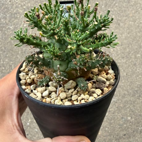 ユーフォルビア デセプタ5