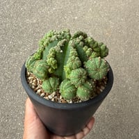 ユーフォルビア 仔吹シンメトリカ
