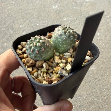 ユーフォルビア　ギムノカリキオイデス6