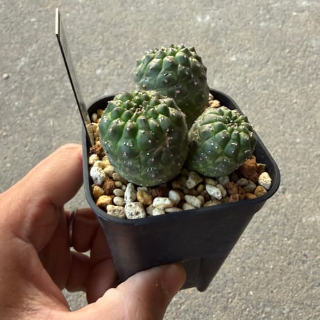 ユーフォルビア　ギムノカリキオイデス4