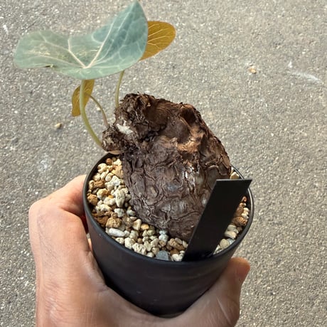 ステファニア カウィーサキー