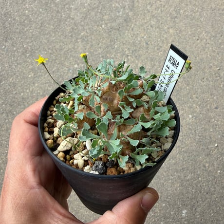 オトンナ カカリオイデス1