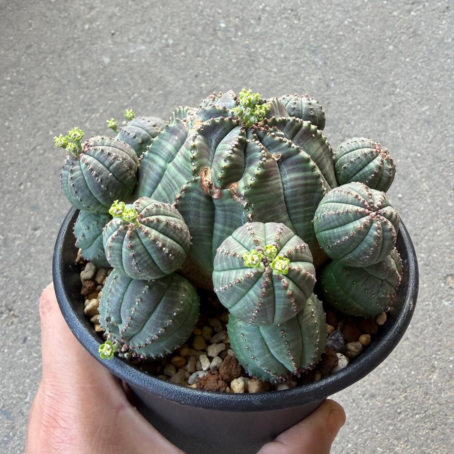 6a72f58f9ecd3411da3133f0