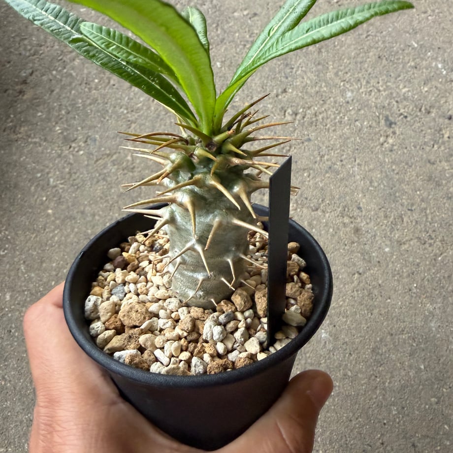 6ac34e44ba04856654a843ba